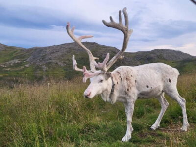 North Cape and King Crab Tour with Sámi Camp Tour