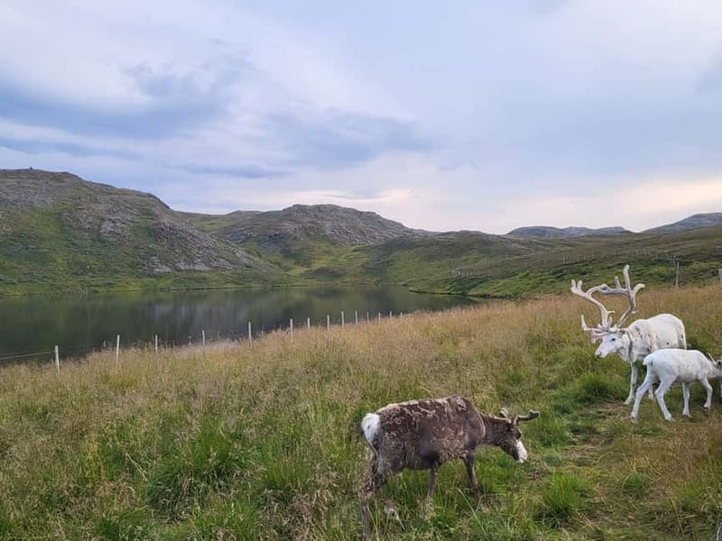 North Cape and King Crab Tour with Sámi Camp Tour - Tips to Make This Trip More Fun in the Arctic Cold