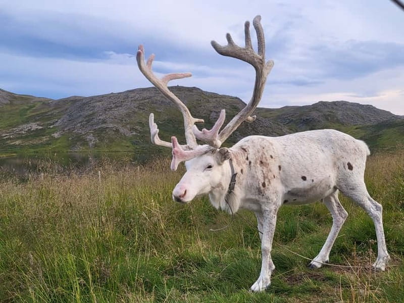 North Cape and King Crab Tour with Sámi Camp Tour - The Scenic Drive and Reindeer Spotting on Magerøya Island