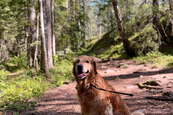 Oslo: Panoramic Fjord Hike Lead by a Local Guide and Dog - Price and value of $215.76 per person