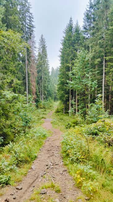 Oslo’s Secret Forest Gastronomy: Private Chef & Local Feast - How much you’re paying, and why it can still be good value
