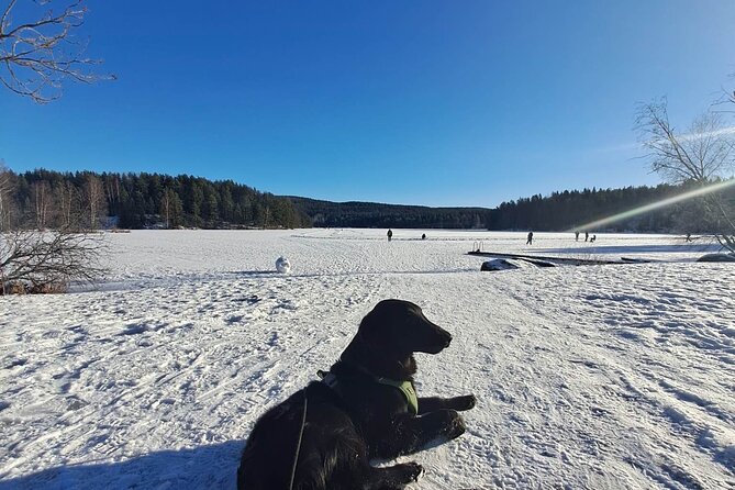 Oslo: Winter wonderland forest hike & campfire with a dog - What to wear and how to handle winter footing