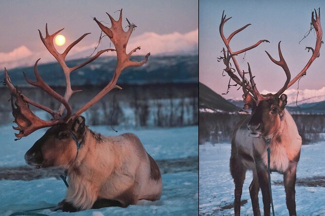 Overnight Stay with Reindeer Sledding & Feeding - Northern lights time: when the sky cooperates