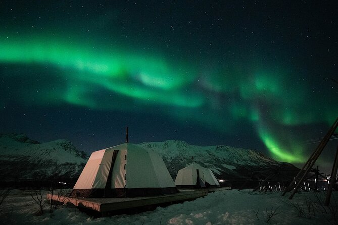 Overnight Stay with Reindeer Sledding & Feeding - Reindeer sledding plus feeding: the hands-on part