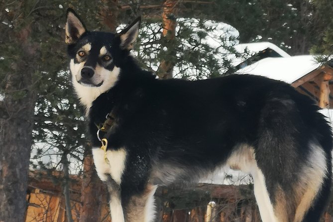 Privat sled trip with husky in the alta valley - After the ride: cocoa, cookies, and more dog time