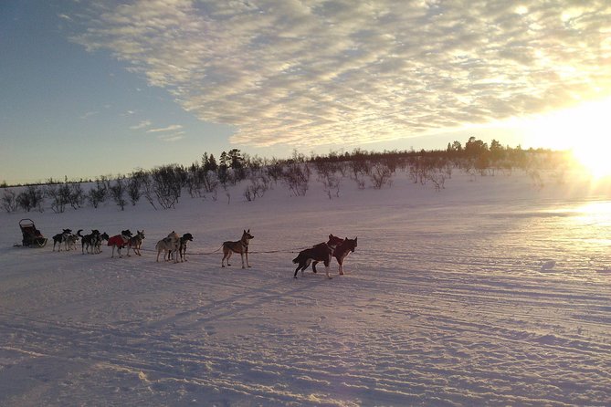 Privat sled trip with husky in the alta valley - Hosts and hospitality, from Ole to Anna to Nani