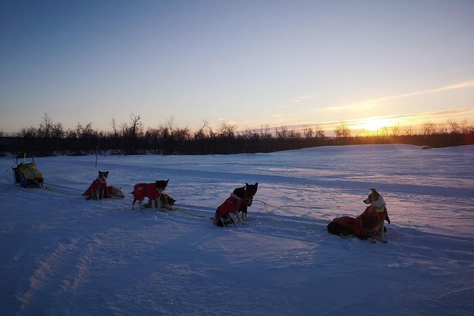 Privat sled trip with husky in the alta valley - Timing, pickup, and how to plan your day in Alta