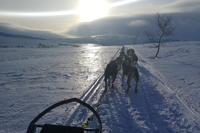 Privat sled trip with husky in the alta valley - Arriving, suiting up, and meeting the huskies