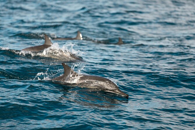 Pulpit Rock Boat Tour in Luxury Cruiser - Whiskey Falls and Gipsey Cave: quick hits that work if you like variety