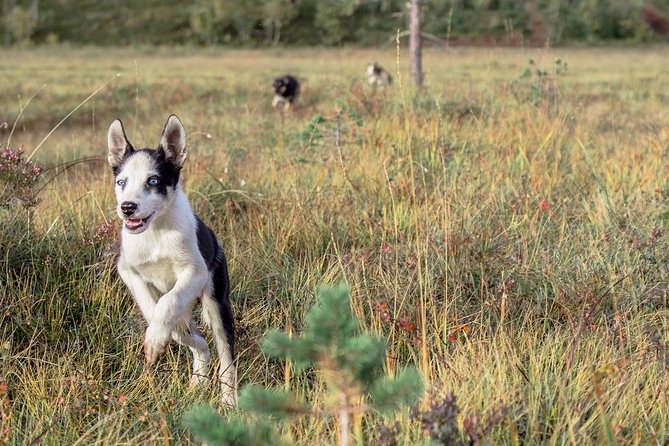 Puppy Training Experience at a Husky Farm in Tromso - A Husky Puppy Training Morning in Tromsø
