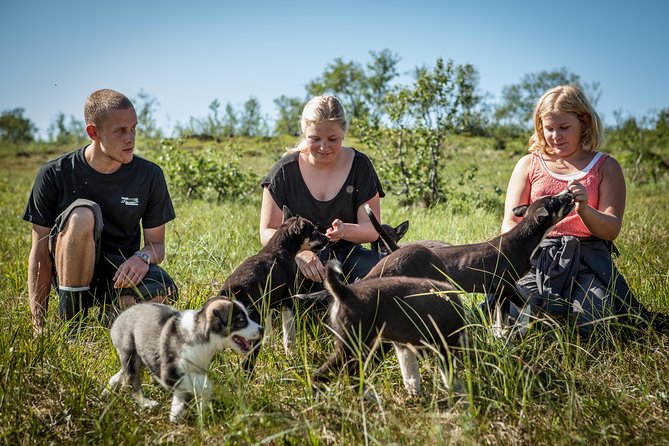 Puppy Training Experience at a Husky Farm in Tromso - The day starts with real training, not just greeting