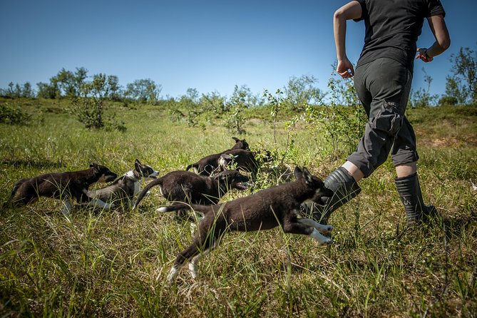 Puppy Training Experience at a Husky Farm in Tromso - The country hike with pups and why it matters