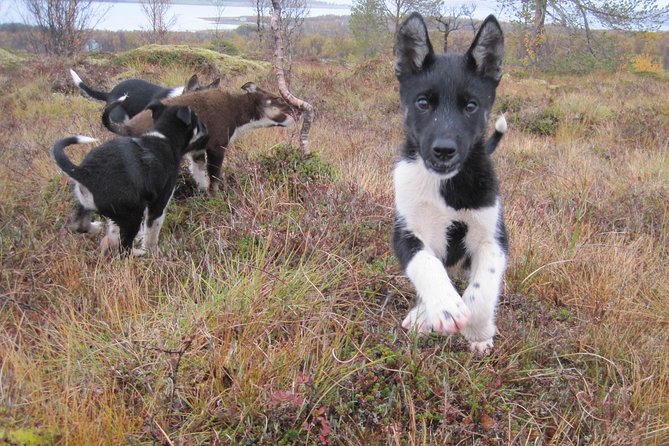 Puppy Training Experience at a Husky Farm in Tromso - Getting there from Radisson Blu without stress