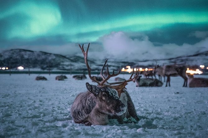 Reindeer Camp Dinner with Chance of Northern Lights in Tromso - The 35-minute ride that sets the pace