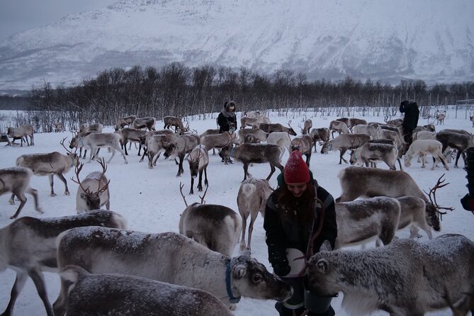Reindeer Feeding and Sami Culture Afternoon Departure - Key Highlights You’ll Actually Care About