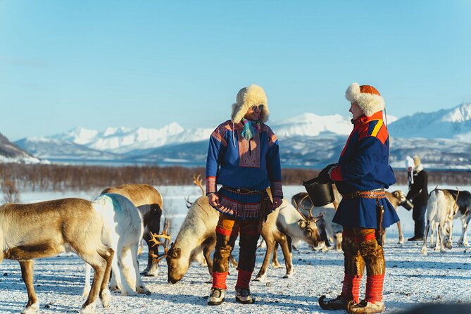 Reindeer Feeding and Sami Culture Afternoon Departure - The Lavvu Warm-Up: Hot Drinks and Lunch That Resets the Day