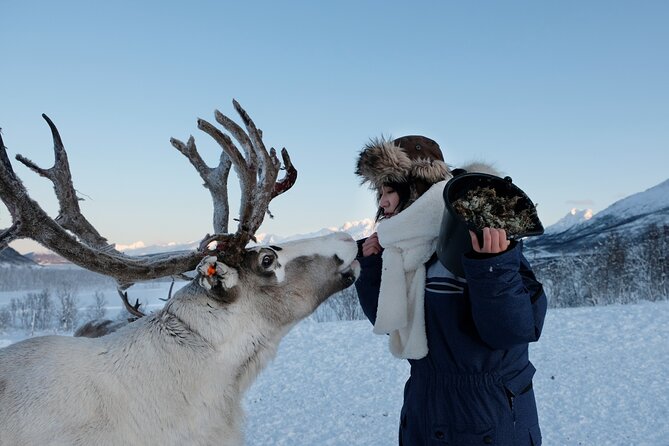 Reindeer Feeding and Sami Culture Afternoon Departure - Food, Photos, and the Small Comfort Details (Including Toilets)