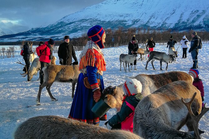 Reindeer Feeding and Sami Culture Afternoon Departure - Who Should Book This Reindeer Feeding and Sami Culture Tour?