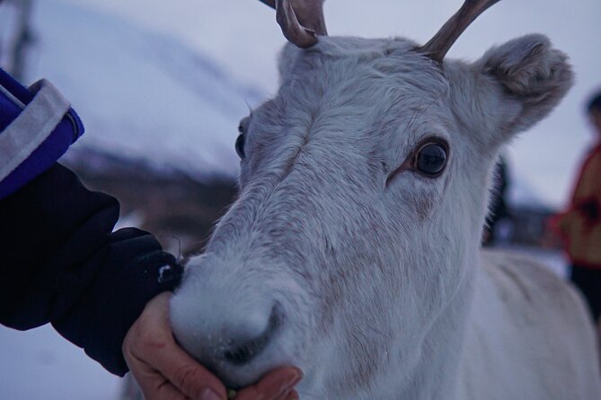 Reindeer Feeding and Sami Culture Afternoon Departure - Feeding the Reindeer at the Camp: How to Make It Work