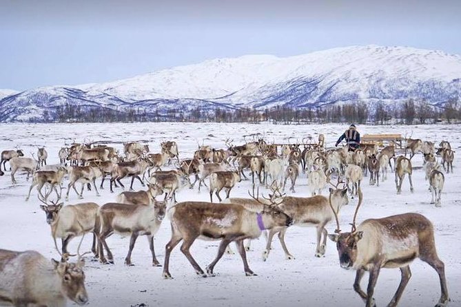 Reindeer Feeding and Sami Culture Including Lunch from Tromso - Reindeer and Sami Culture in Tromsø, What Makes It Special