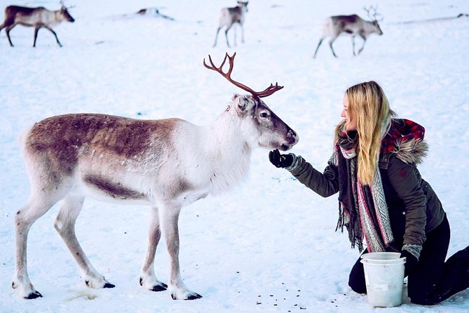 Reindeer Feeding and Sami Culture Including Lunch from Tromso - The Prostneset Bus Terminal Pickup and Fjord Drive Timing