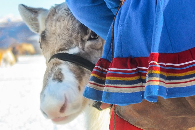 Reindeer Feeding and Sami Culture Including Lunch from Tromso - Lasso Throwing Practice, What You Learn Beyond the Show