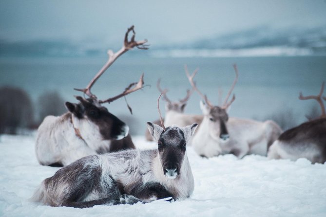 Reindeer Feeding and Sami Culture Including Lunch from Tromso - Warming in the Lavvu: Storytelling, Joik, and Q and A