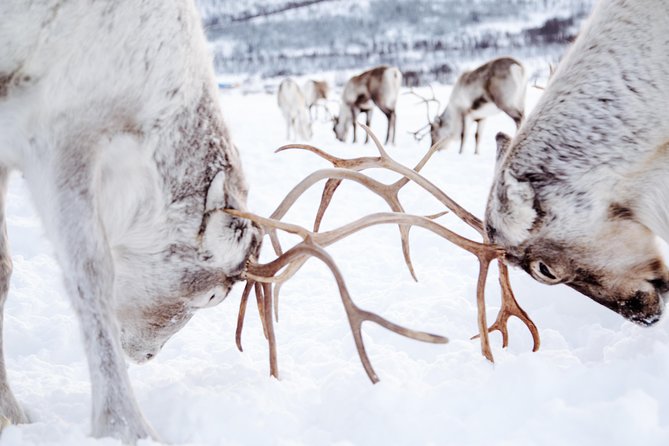 Reindeer Feeding and Sami Culture Including Lunch from Tromso - Who This Tour Fits Best (and Who Might Want Another Option)