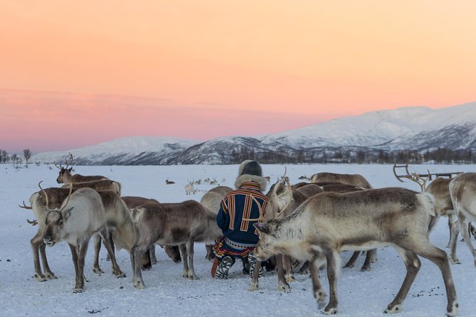 Reindeer Feeding and Sami Culture Including Lunch from Tromso - Feeding 300 Reindeer, Tame Enough for Adults