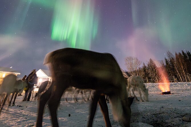 Reindeer Feeding and Sledding, Sami Storytelling Night Tour - Getting to Lavangsdalen: the 5 pm Tromso pick-up that sets the tone