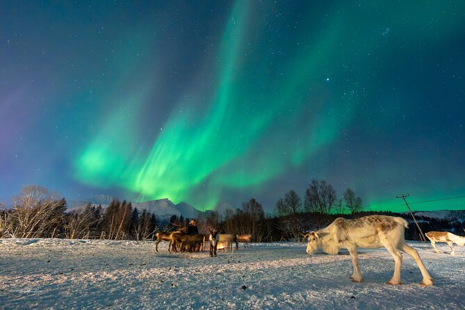 Reindeer Feeding and Sledding, Sami Storytelling Night Tour - Lavangsdalen and the Balsfjord drive: more than just a transfer