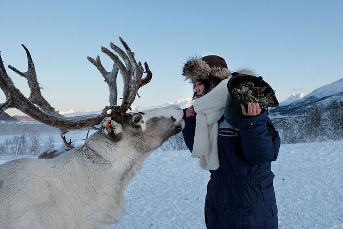 Reindeer feeding & Saami Culture - Tromsø to the Lyngen Alps for reindeer, lavvu warmth, and Sámi life