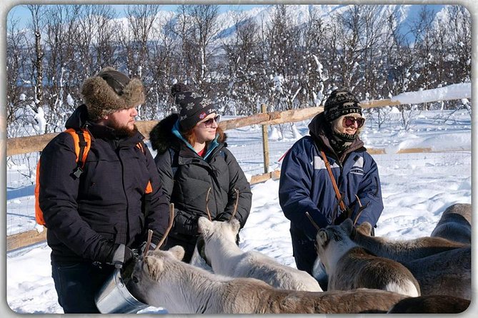 Reindeer feeding & Saami Culture - The Sámi lavvu break: hot drinks, lunch, and culture talk