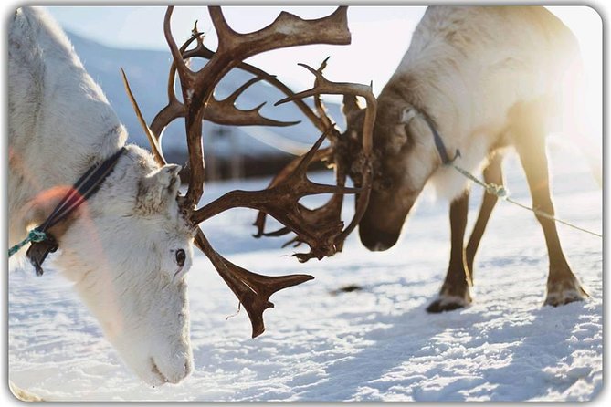 Reindeer feeding & Saami Culture - Price and value at about $183 for 4.5 hours