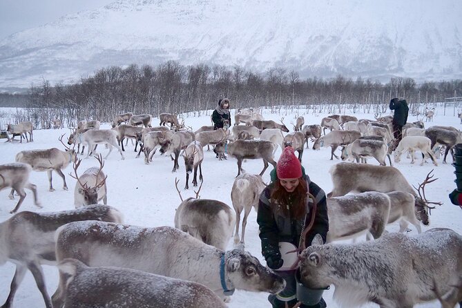 Reindeer feeding & Saami Culture - Who this is best for in Tromsø