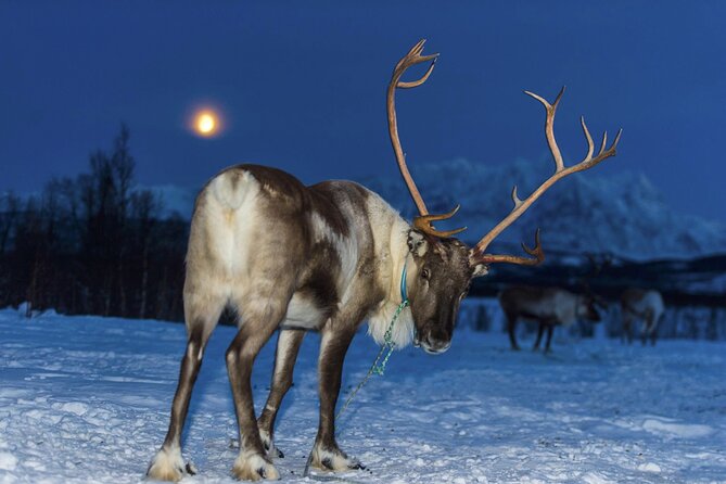 Reindeer feeding & Saami Culture with chance for Northern Lights - Northern Lights at the camp: what you can control, and what you can’t