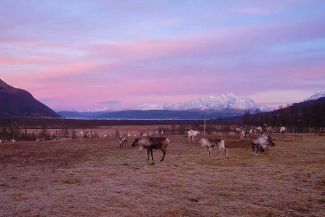 Reindeer feeding & Saami Culture with chance for Northern Lights - Group size, timing, and the complaints you should actually plan around
