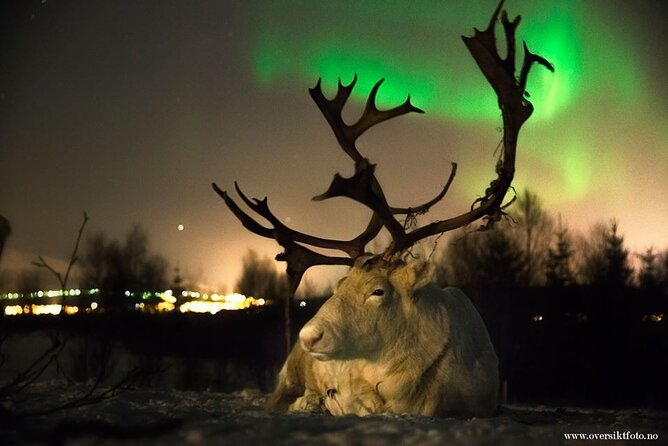 Reindeer feeding & Saami Culture with chance for Northern Lights - The lavvu tent dinner: biddos, vegan soup, and hot drinks that actually help