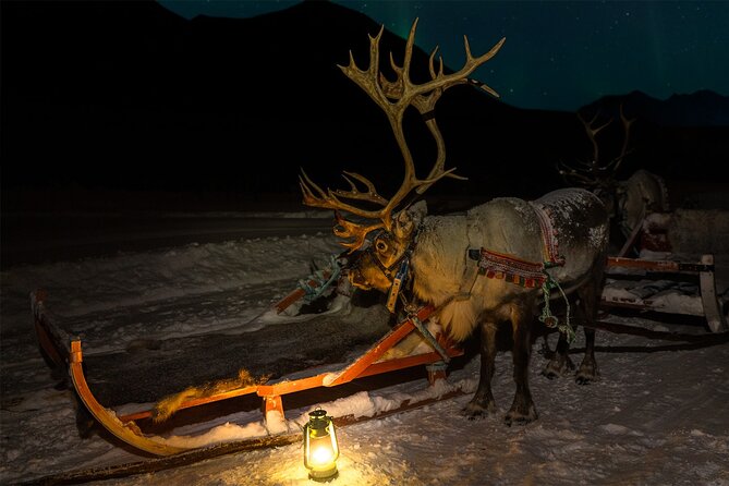 Reindeer Sledding and Feeding with Chance of Northern Lights Tromso - Tromsø Lapland: the best kind of winter evening combo