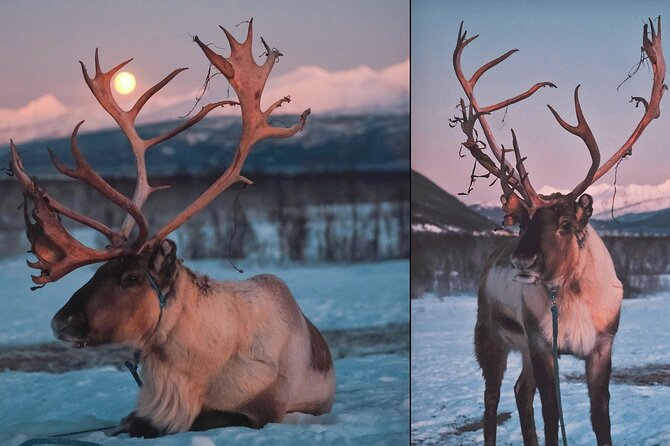 Reindeer Sledding and Feeding with Chance of Northern Lights Tromso - Round-trip transfers and what to pack for a 6:00 pm start