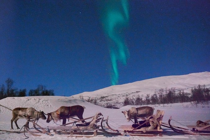 Reindeer Sledding and Feeding with Chance of Northern Lights Tromso - Toilets, comfort, and the real-world camp experience