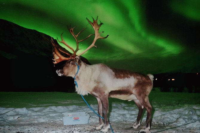 Reindeer Sledding and Feeding with Chance of Northern Lights Tromso - Value and price: is $235.73 worth it?