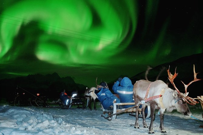 Reindeer Sledding and Feeding with Chance of Northern Lights Tromso - Getting to the Sami camp from central Tromsø (and why it helps)