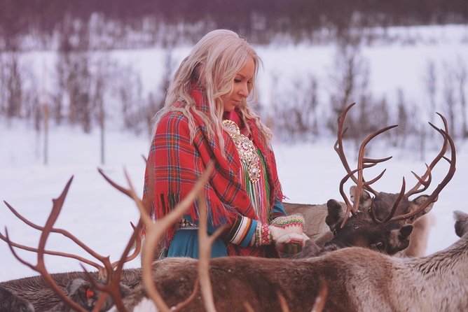 Reindeer Sledding and Feeding with Sami Culture in Tromso. - The Sami culture part: why the camp talk matters more than you think