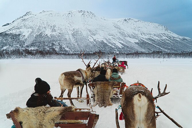 Reindeer Sledding and Feeding with Sami Culture in Tromso. - Lunch and hot drinks: included energy for the cold hours