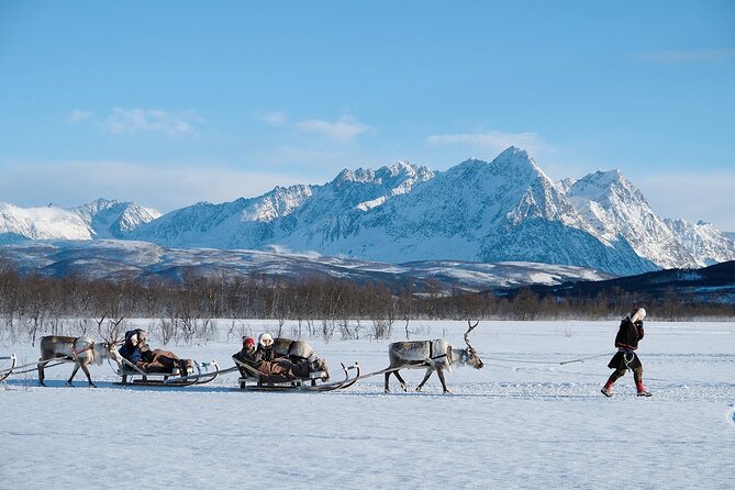 Reindeer Sledding and Feeding with Sami Culture in Tromso. - Price and value in Tromsø terms: what $237 buys you