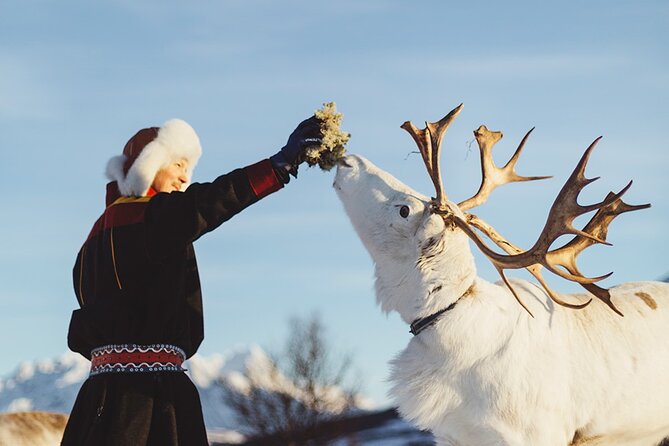 Reindeer Sledding and Feeding with Sami Culture in Tromso. - Group size and pacing: good structure, but timing can vary
