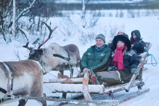 Reindeer Sledding and Feeding with Sami Culture in Tromso. - Reindeer feeding at the camp: close, fun, and you must follow safety cues