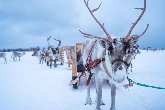Reindeer Sledding Experience and Sami Culture Tour from Tromso - Price and Logistics: Does $225.64 Feel Worth It?