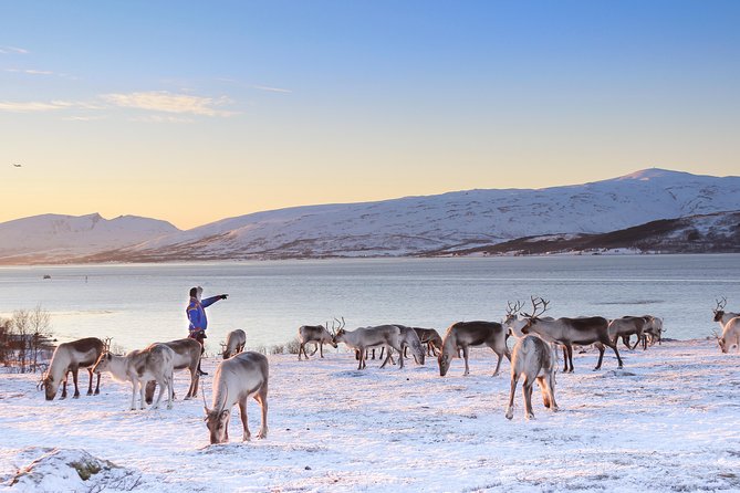 Reindeer Sledding Experience and Sami Culture Tour from Tromso - What To Wear and How To Make The Cold Work For You
